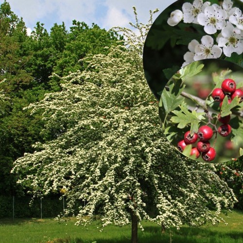 Crataegus monogyna - Üheemakane viirpuu C2/2L